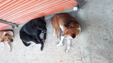 Dogs sleeping