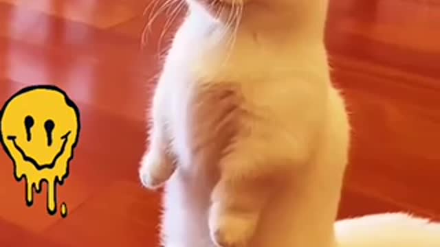 😂😂Funny cats saying Good morning ☀️ 😂😂