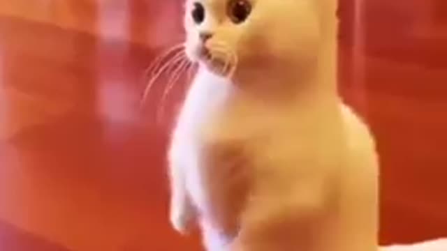 Cat comedy video | funny cat 🤣😂😂 #short #cat