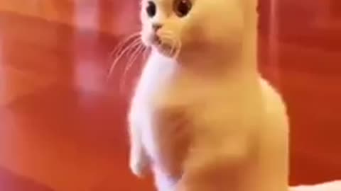 Cat comedy video | funny cat 🤣😂😂 #short #cat