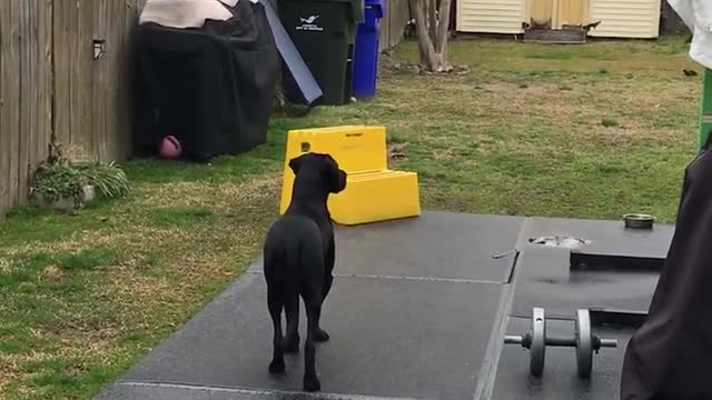 Dog chasing birds in the backyard