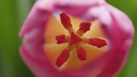 Inside of a tulip, macro close up