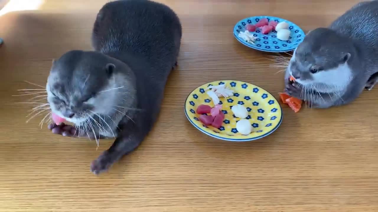 Otter Having Breakfast Very Funny To Watch