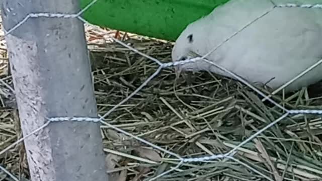 Talking Poliducks with Trash Can Pete and Crew episode 4