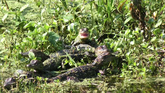 baby alligator yawning in a swamp