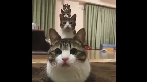 Funny cats playing game