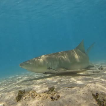 Fish Swimming In The Sae #Fish_Swimming_In_The_Sea#animals_Nuture #tortoise #Recpect