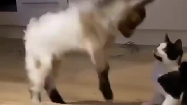 Lovely cute pets funny videos