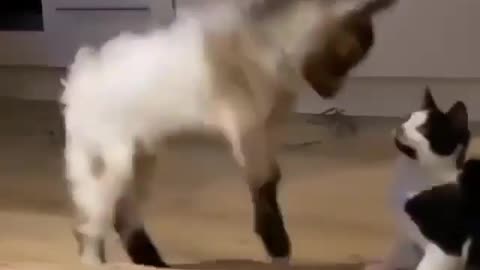 Lovely cute pets funny videos