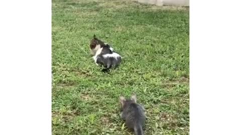 Cats funny vedios babycat playing with mother cat