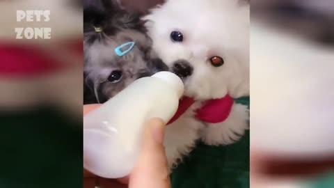 🤓Amazing Videos of funny and cute Pets & Animals🐶🐱🐰🐤