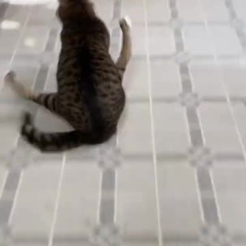 Very very funny🥰🤩🤗 cat status // what's app status