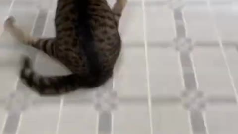 Very very funny🥰🤩🤗 cat status // what's app status