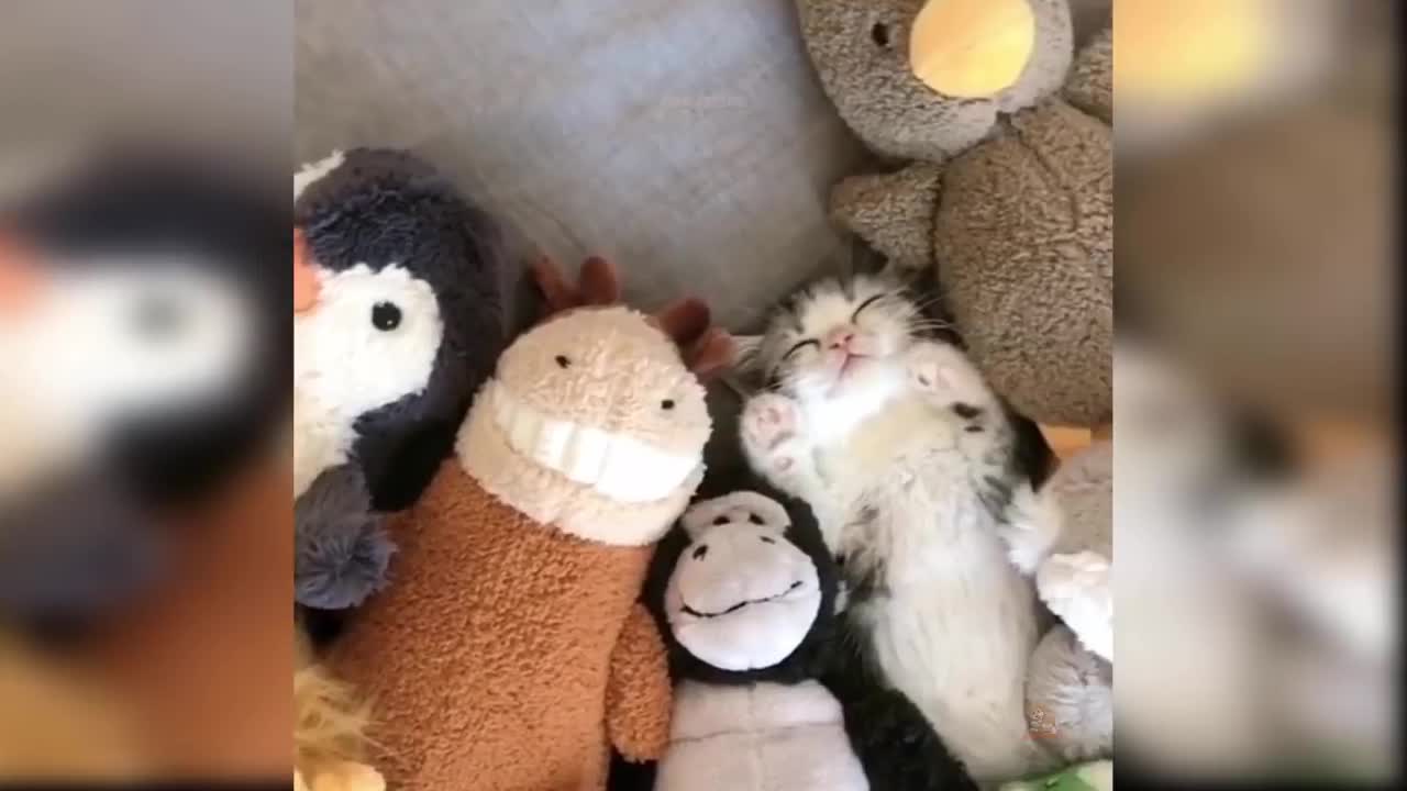 Baby Cats - Cute and Funny Cat Videos-try not to laugh when you see the funny baby cats.
