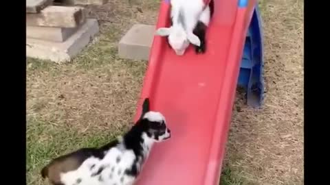 Cute Animals From All Around