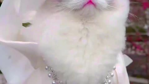 Cat 1M Like please . . . #wingsmedia #wingsmed #kitten #catlovers #catoftheday