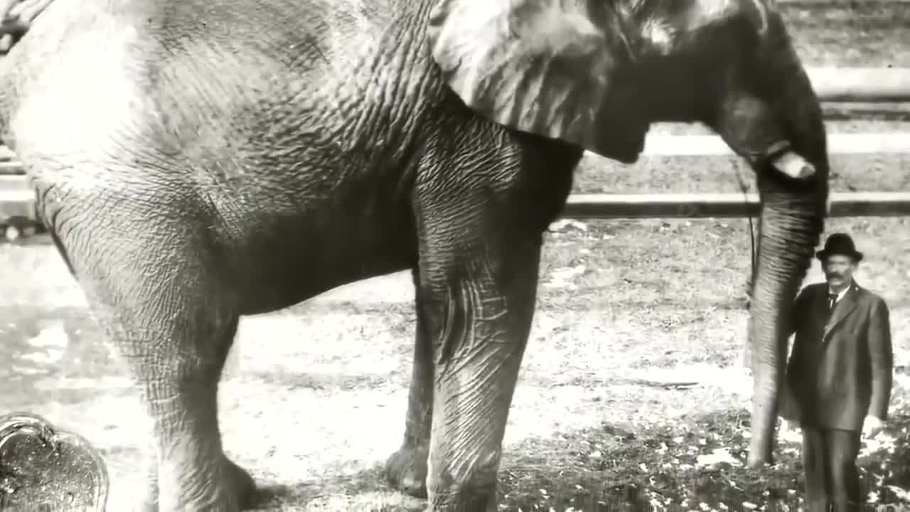 National Geographic Documentary HD David Attenborough And The Giant Elephants HD_720p