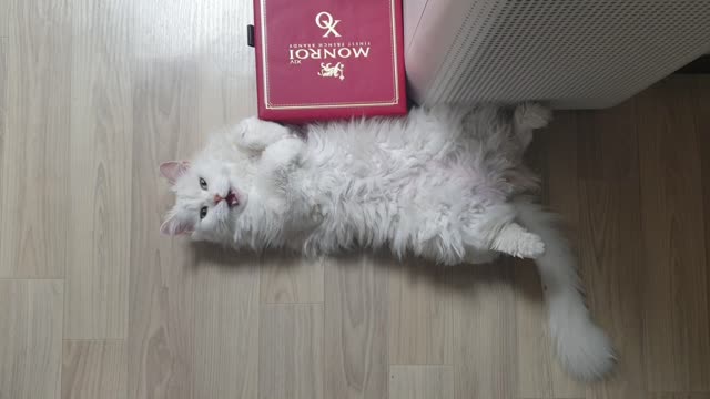 The cat who answers when calling a name