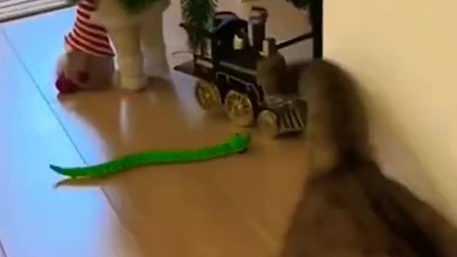 9.funny cat videos best for ever