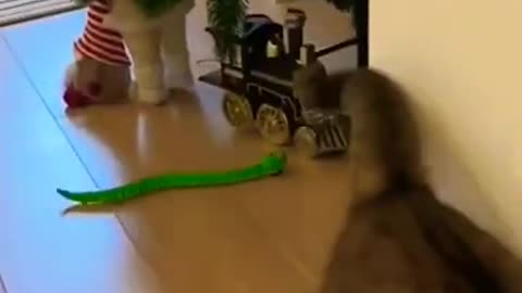 9.funny cat videos best for ever
