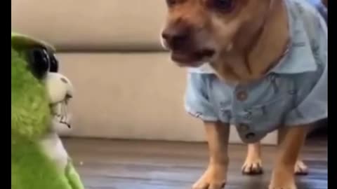 Funny Animals Try Not To Laugh