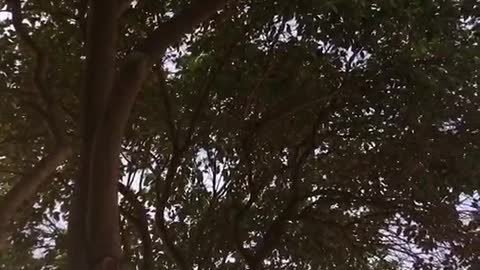 tall tree trunk covered with leaves