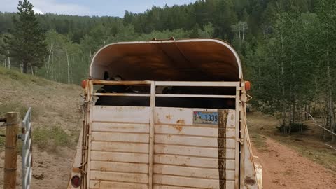 Hauling Cows Up The Mountain 10