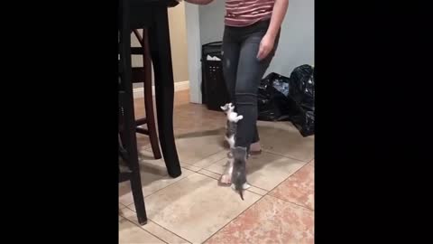 Funny cute cat climbing on her thighs