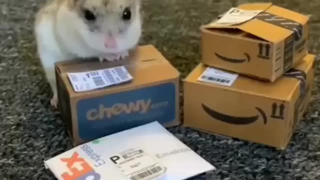 A little hamster giving delevery || must watch the cutest moment