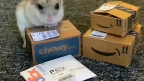 A little hamster giving delevery || must watch the cutest moment