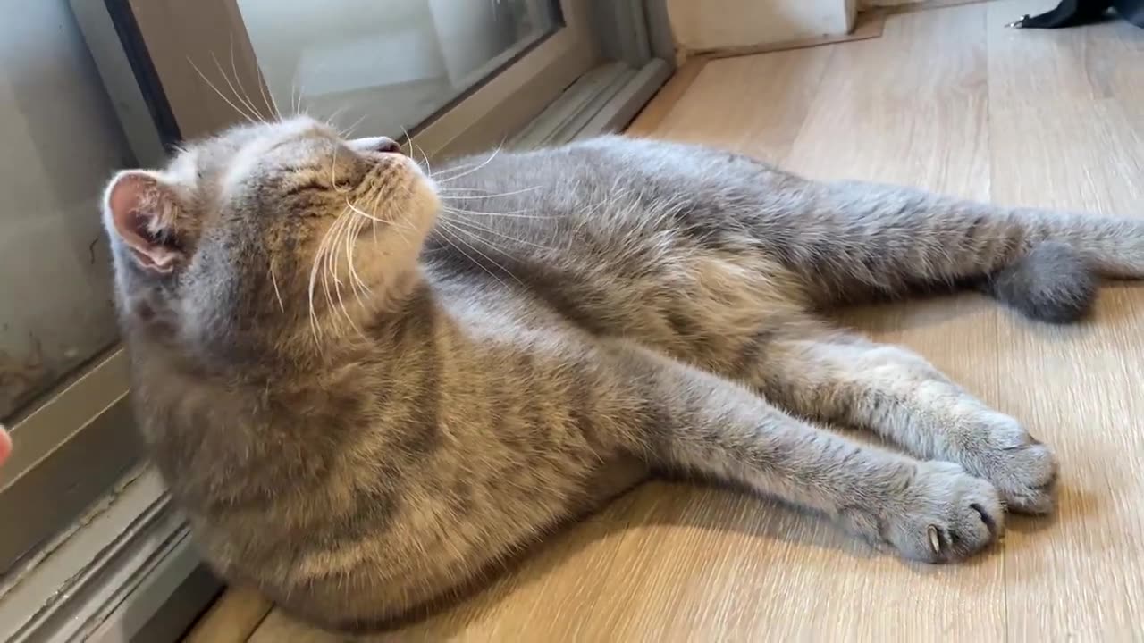 Funny cat video