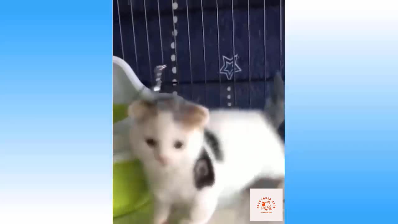 Cute and Funny Cat Videos Compilation #03