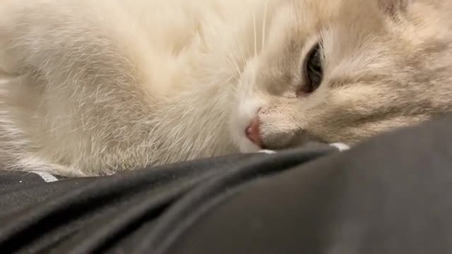 The daily life of the cat