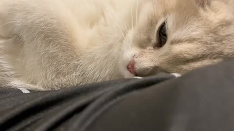 The daily life of the cat