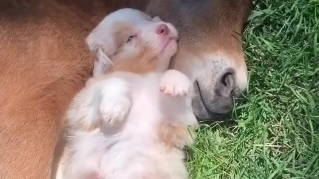 PUPPY & DONKEY NAPPING AND DREAMING!!