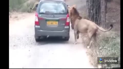 Lion attacks cars