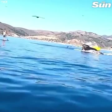 Whale almost swallows a man