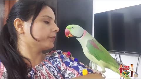 Mummy ka Gussa Pablo Parrot Vs Mumma p1