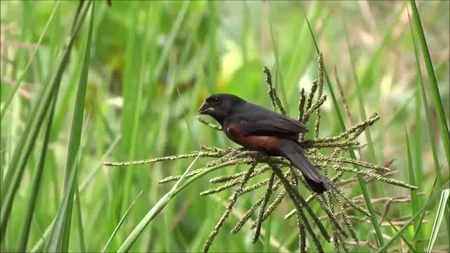 A beautiful black bird in the grass