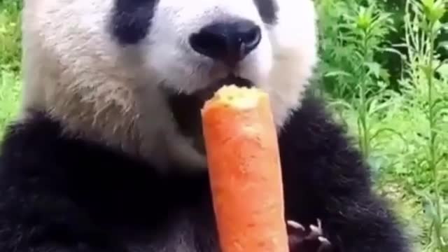 Un Panda 🐼 Mange Carrot