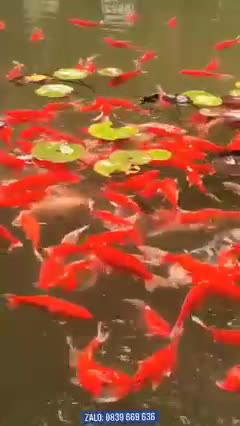 colorful fish i pesci colorati