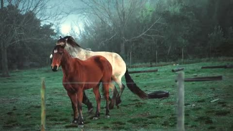 Two Horses on Pasture Land