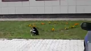 Scary cat Vs Wild dog