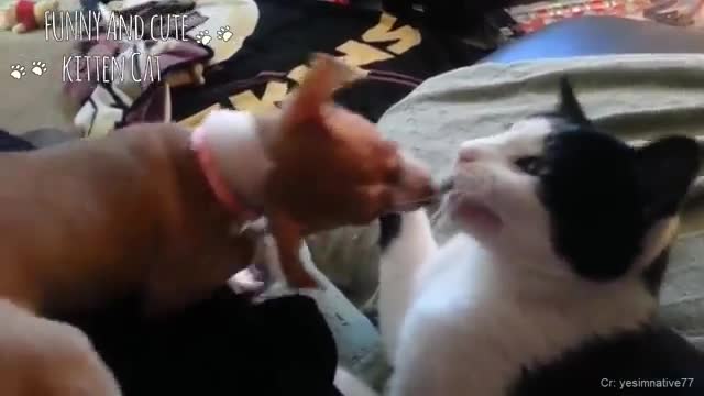 Angry Cats VS Dogs Funny Cat 😸 and Dog 🐶 Videos Compilation