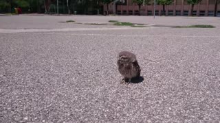 Watch Out For Sick Baby Owl Sitting In Basket Ball Ground