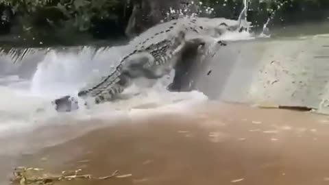 The behavior of wild animals that make you happy and excited