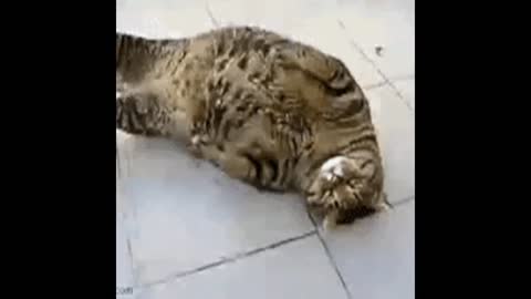 chubby cats