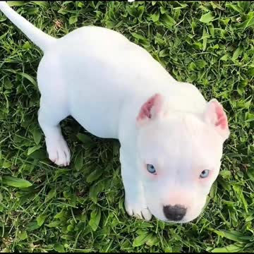 Dangerous pit bull dog | A cute dog pics from boring day!