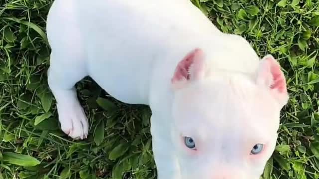 Dangerous pit bull dog | A cute dog pics from boring day!