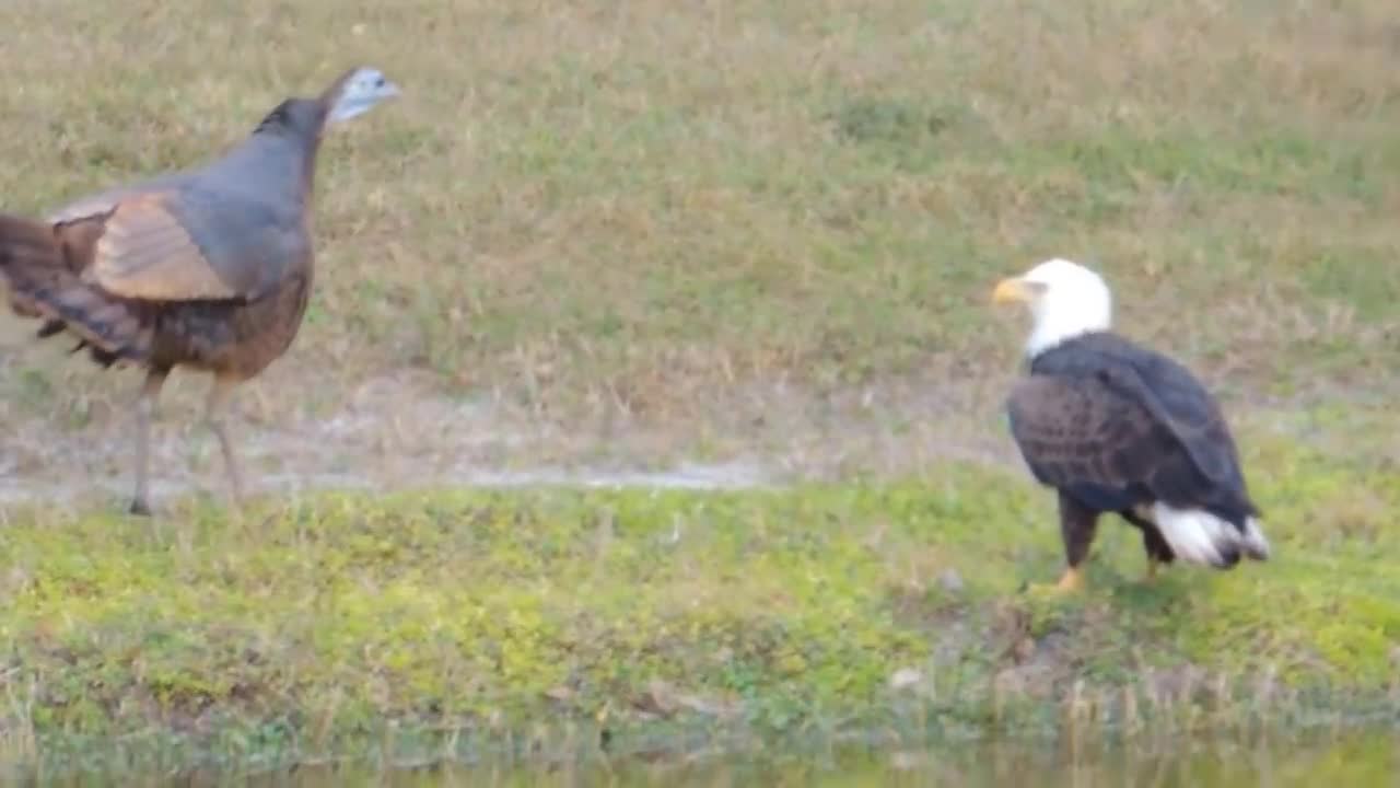 Big Fight Between Golden Eagle Vs Turkey- Who Will Win